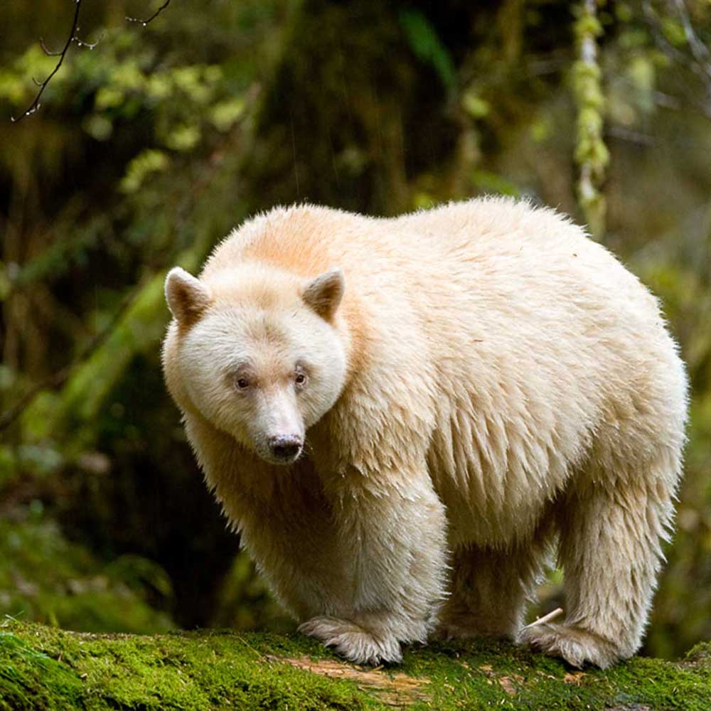 Giveaway: The Great Bear Rainforest at the GLSC is ‘Paw’sitively Inspirational!