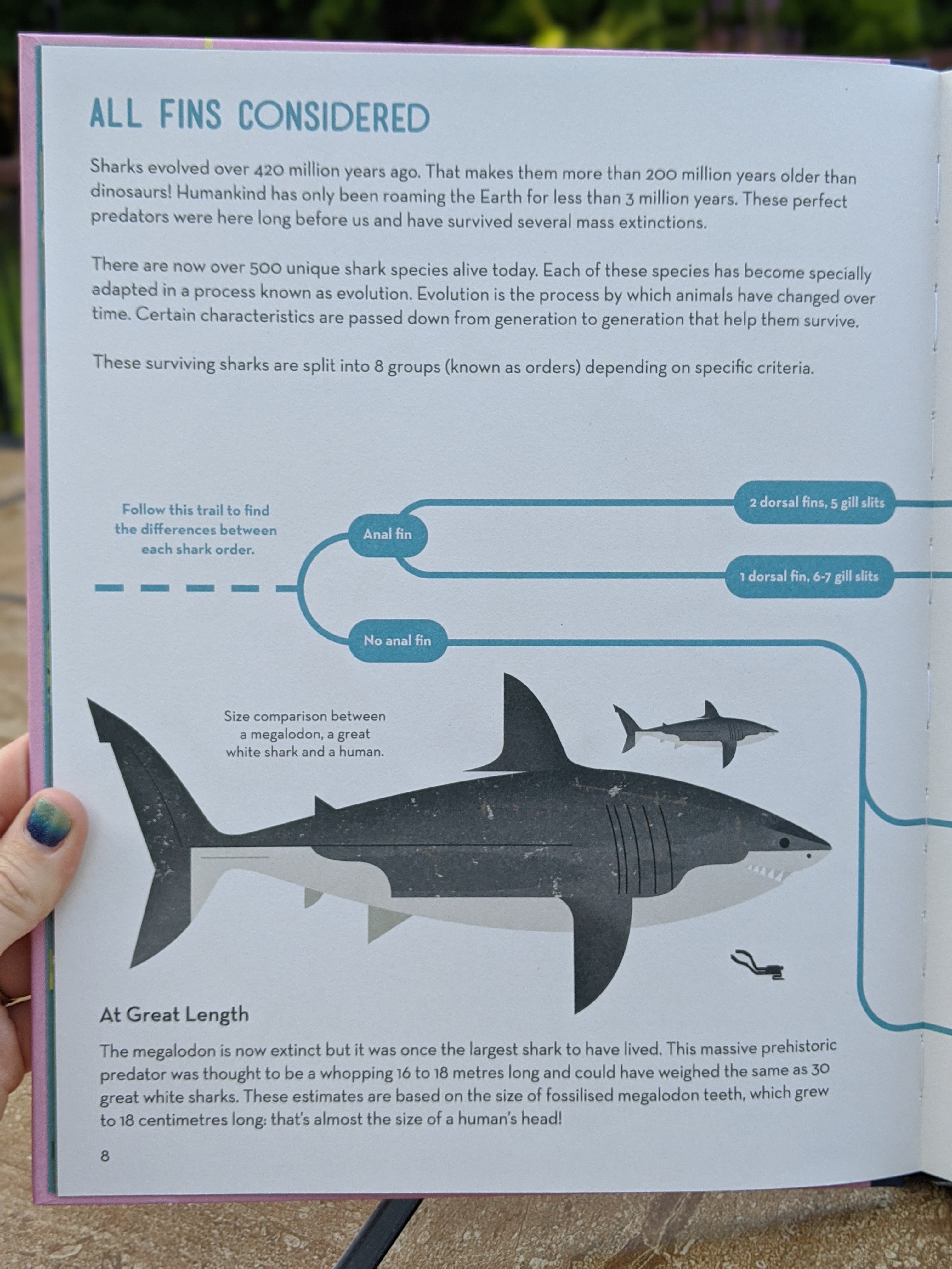 Page illustrating the size difference between a human and great white shark in Smart about Sharks book.