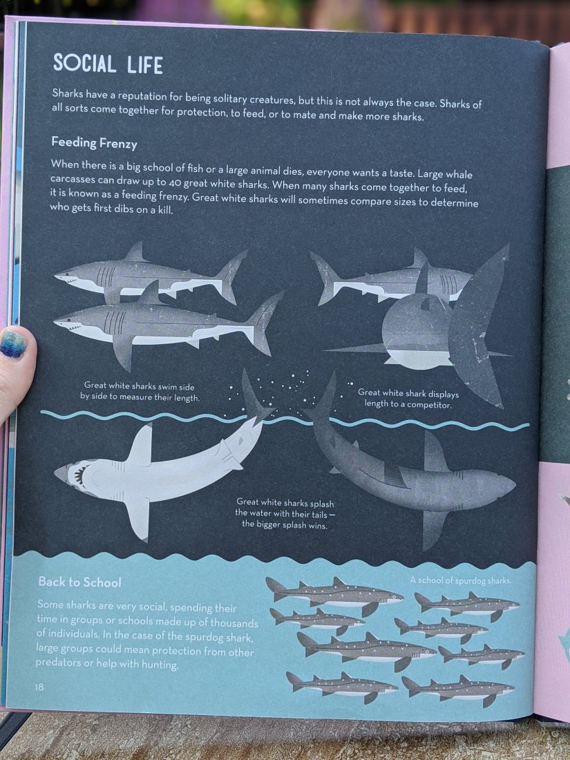 Page illustrating the behavior of a great white shark in Smart about Sharks book.